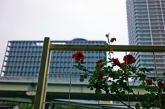 曇りのち雨　時々薔薇