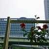 曇りのち雨　時々薔薇