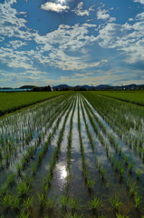 蒸しかえる暑さ