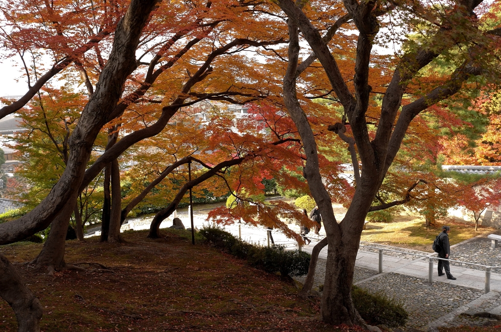 知恩院の紅葉