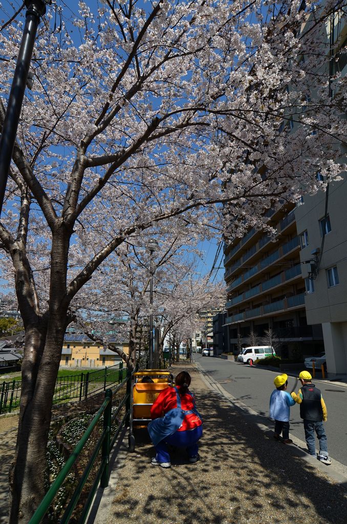 ベビーカーの中からお花見