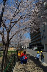 ベビーカーの中からお花見