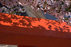 京都　宇治川にて