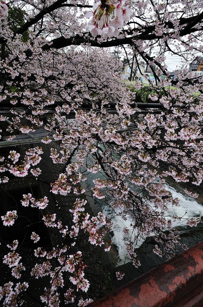 雨上がり桜
