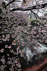 雨上がり桜