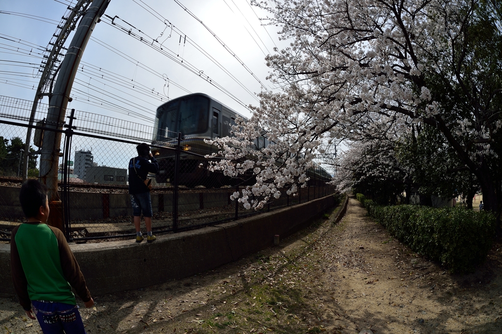 桜と撮鉄少年