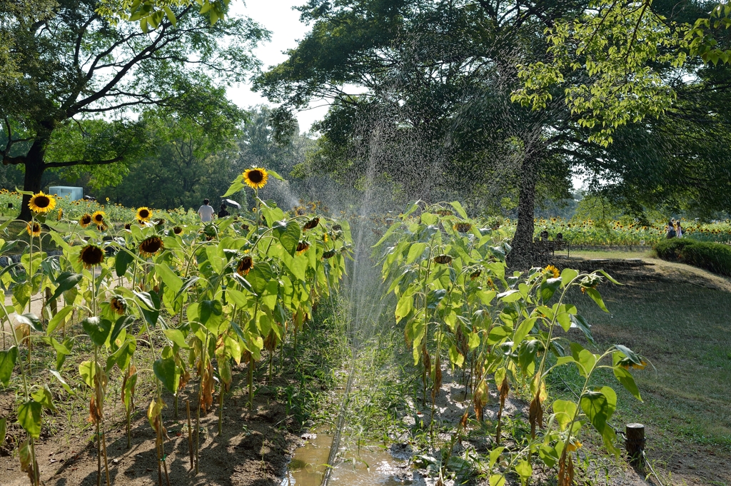 水分補給