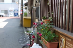 薔薇よりチャリでしょう！