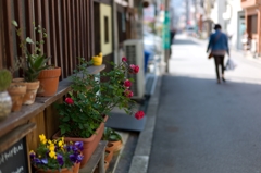 君は薔薇よりむずかしい