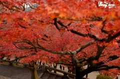 京都一人旅