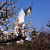 梅と太陽の塔と青空