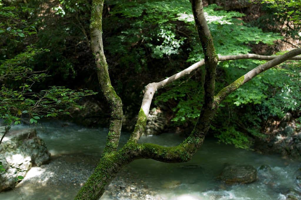 せせらぎ
