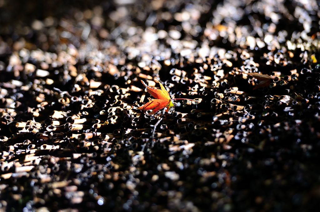 紅葉