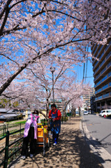 お花見