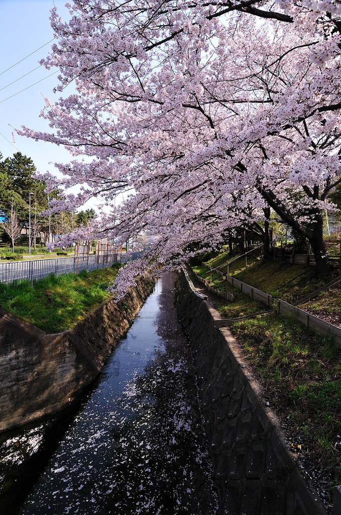 今朝の桜