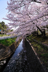 今朝の桜