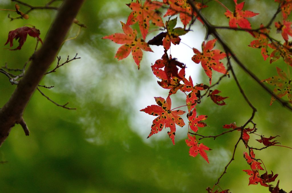 紅葉