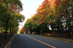 紅葉ロード
