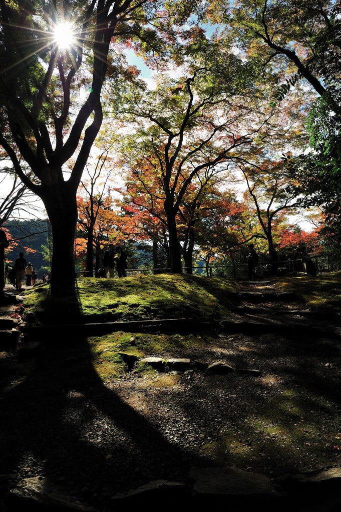 静かな紅葉