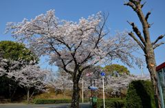 今朝の桜