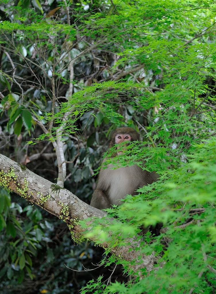 新緑と猿