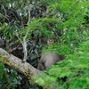 サル