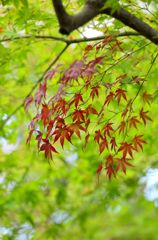 紅葉まじか