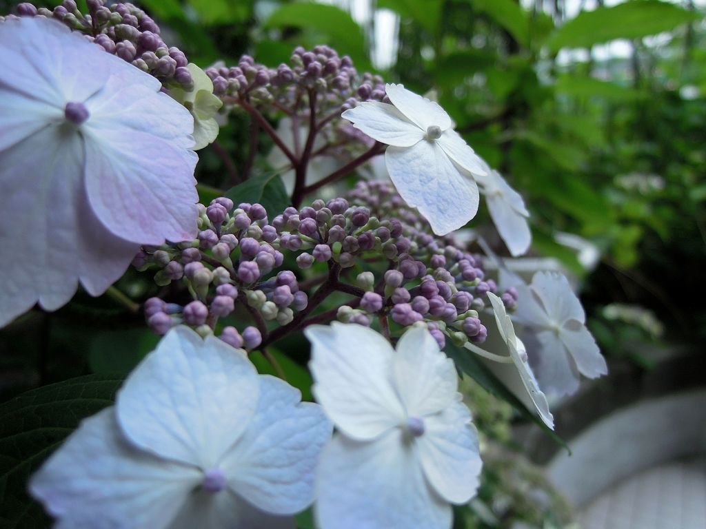 お花