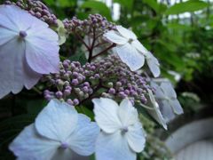お花