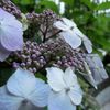 お花