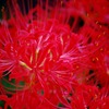 彼岸花の季節