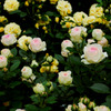 薔薇の群生