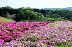 5月の桜