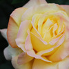 薔薇
