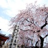 お寺の桜