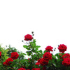 伸び薔薇