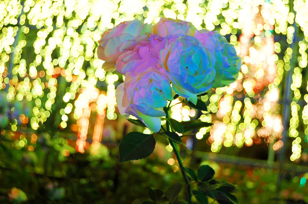 光のなかの薔薇