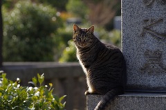 墓守猫