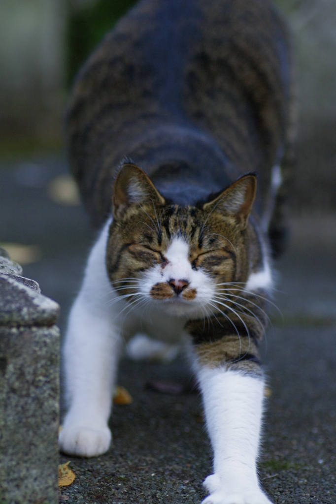 にょ～