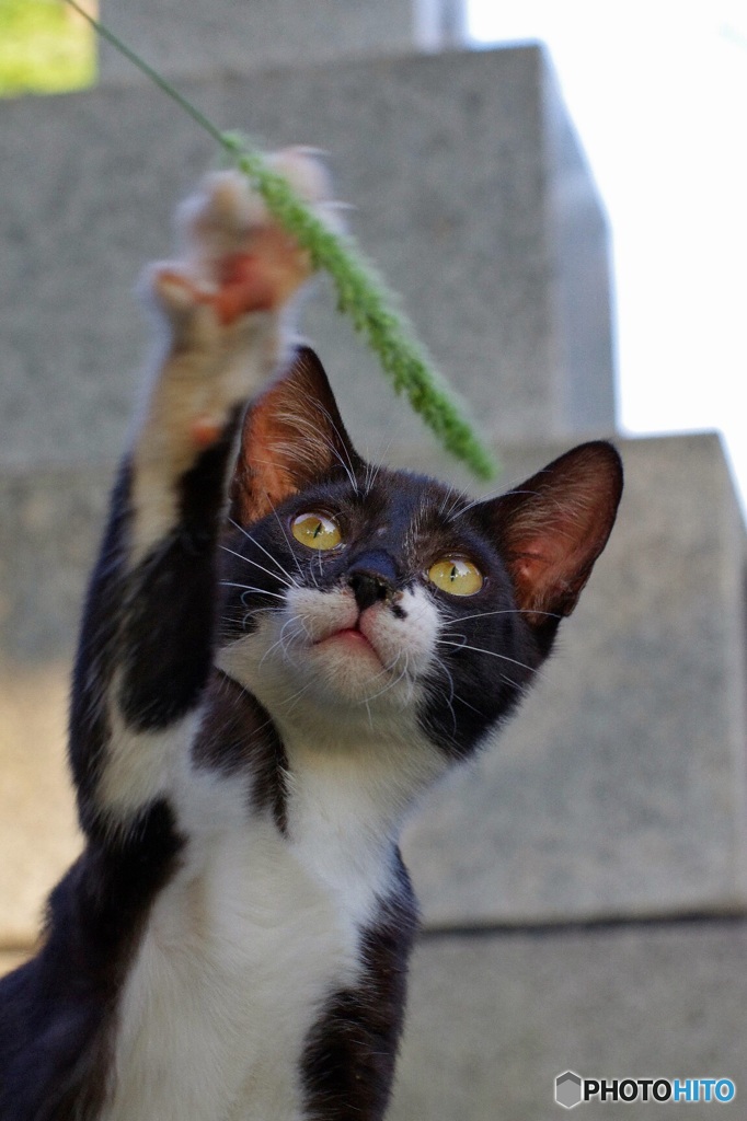 天然物だにゃ！