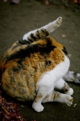 neko Phone4