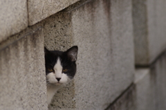 チラッ