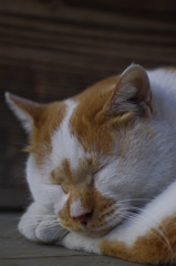 我関せず　