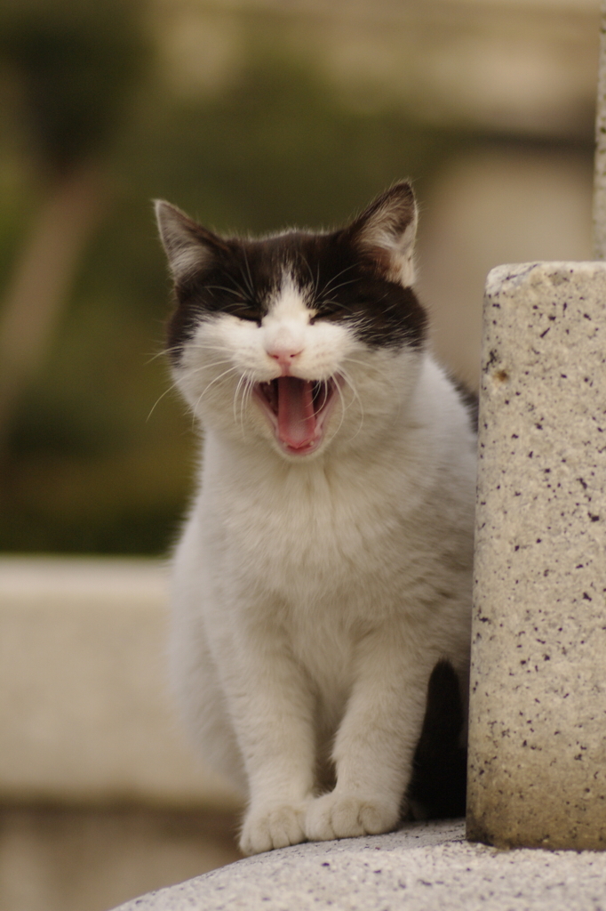 あくび