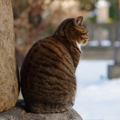 ねこ地蔵