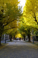 東京大学・正門通り