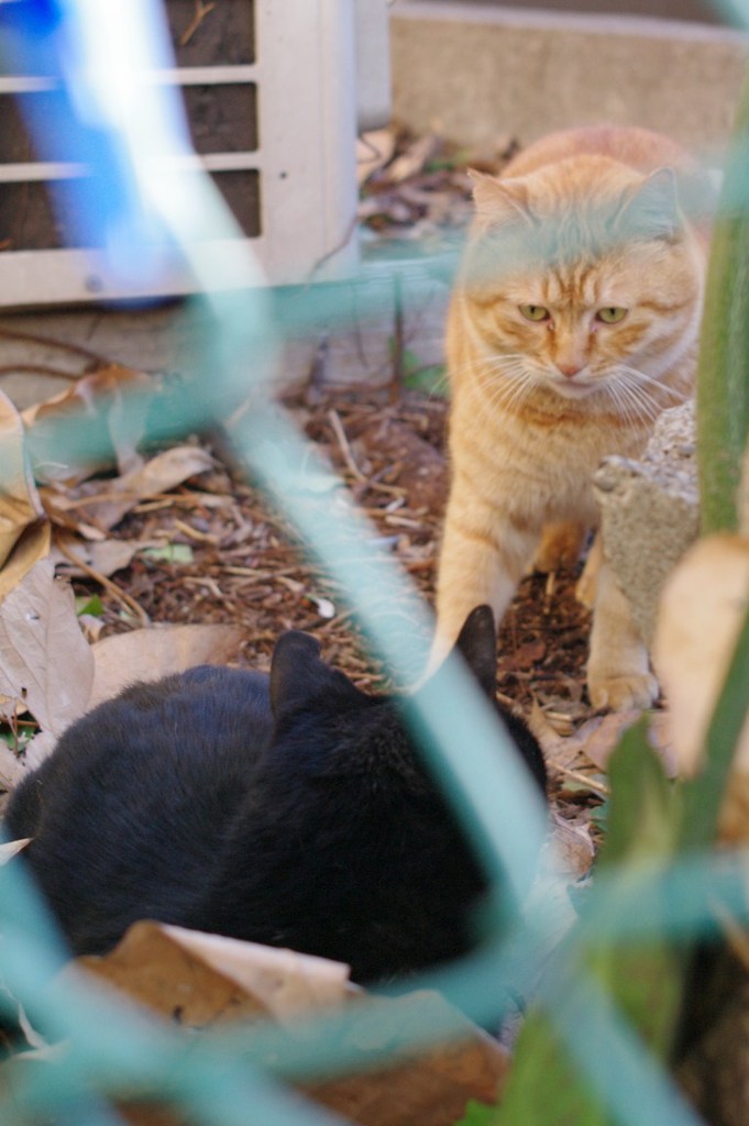 ねこ４コマ　２．対峙