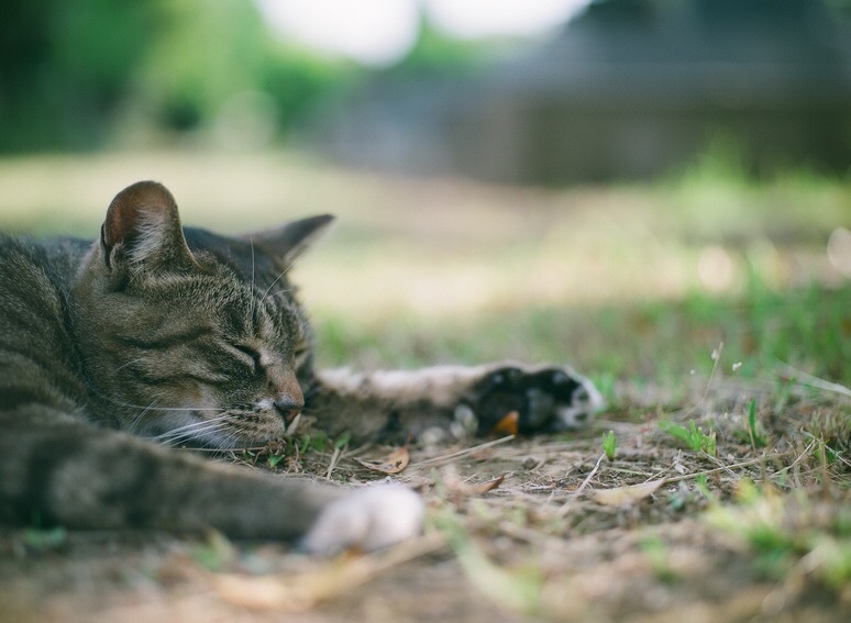 ねこは16時間