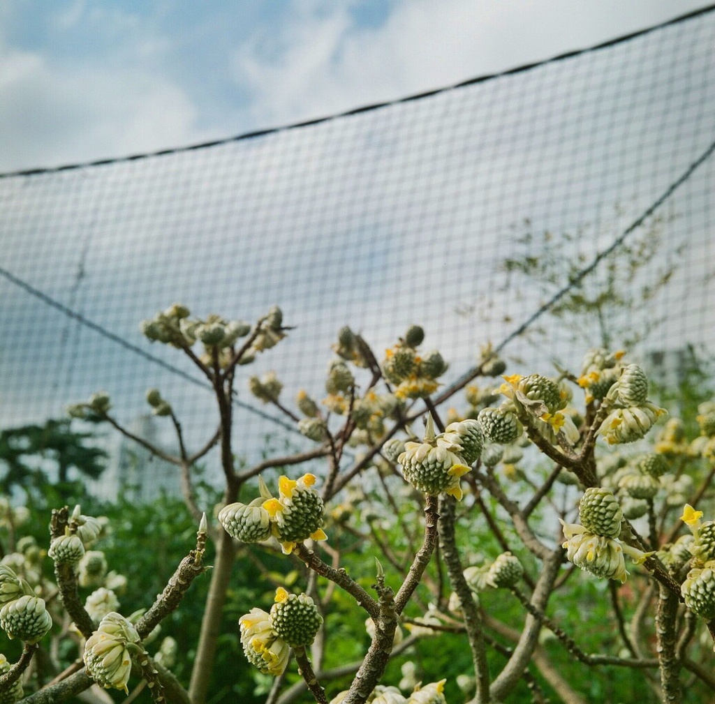 六本木珍獣
