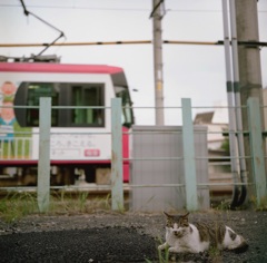 梅雨ですニャア